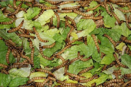 Nuôi sâu quy: lợi ích, rủi ro và lưu ý