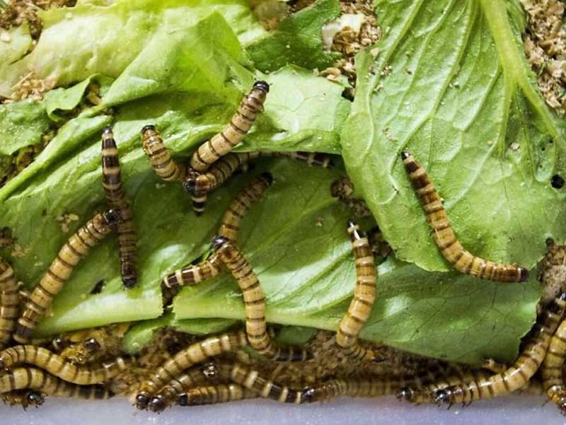 Sâu quy xuất hiện trong nhà hoặc đồ ăn